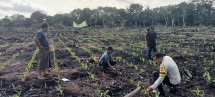 Bhabinkamtibmas Polsek Pulau Burung Laksanakan Pemeliharaan Berkala Tanaman Jagung Dukung Program Asta Cita Ketahanan Pangan Nasional