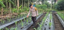 Polsek Pelangiran Perkuat Ketahanan Pangan, Bhabinkamtibmas Cek Progres Tanaman Jagung Warga