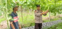 Integrasi Keamanan dan Produktivitas Pertanian, Babinkamtibmas Polsek Pelangiran Evaluasi Fase Pertumbuhan Pare  Berbasis Prinsip Agronomi Modern