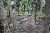 Kadis Perdagangan dan Industri : Penurunan Harga Kelapa Dipengaruhi Kondisi Global, Petani Diminta Tidak Terpengaruh Isu