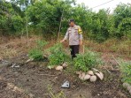 Bhabinkamtibmas Desa Rotan Semelur Aktif Dampingi Perawatan Cabai, Kapolsek: Wujud Dukungan Ketahanan Pangan