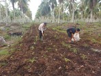Dari Teori ke Praktik, Babinkamtibmas Polsek Pelangiran  dan Petani Desa Hidayat Sinkronkan Teknik Pemupukan Jagung demi Ketahanan Pangan