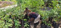 Polisi Turun ke Kebun, Bhabinkamtibmas Pelangiran Dampingi Warga Rawat Timun dan Cabai Demi Ketahanan Pangan