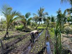 Babinkamtibmas Polsek Concong Kembangkan Bibit Sayur Kangkung