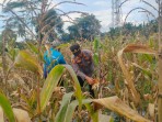 Kapolsek Pulau Burung Panen Jagung, Wujud Dukungan Polri Terhadap Swasembada Pangan