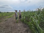 Bhabinkamtibmas Tanjung Simpang Optimalkan lahan Penanaman Jagung