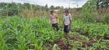 Bhabinkamtibmas Polsek Pelangiran Cek Progres Tanaman Hortikultura, Hasil Pertumbuhan Menggembirakan