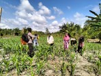 Dalam rangka mendukung Ketahanan Pangan, Bhabinkamtibmas Desa Sungai Teritip Cek Pertumbuhan Jagung, Hasil Tumbuh Merata