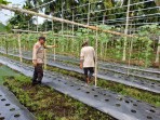 Tanaman Gambas Warga Desa Rotan Semelur Tumbuh Subur, Bhabinkamtibmas Polsek Pelangiran Lakukan Pemantauan Rutin