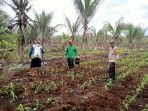 Usia Tanam 4 Minggu, Jagung Desa Catur Karya Tumbuh Subur Dipantau Bhabinkamtibmas Polsek Pelangiran