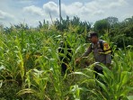 Tanaman Jagung Tumbuh Subur, Polsek Pelangiran Intensif Lakukan Pendampingan kepada Petani