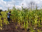 Jelang Panen, Bhabinkamtibmas Polsek Pelangiran Cek Langsung Pertumbuhan Jagung di Desa Bagan Jaya
