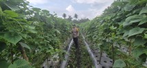 Dukung Ketahanan Pangan, Babinkamtibmas Pelangiran Pantau Langsung Pertumbuhan Timun di Desa Tagagiri Tama Jaya