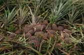 Gandeng Koperasi dan Petani, Program CSR PT RSUP Divisi Perkebunan Berhasil Cetak Panen Perdana 24 Ribu Nanas