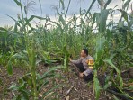 Polsek Pelangiran Pantau Progres Tanaman Jagung di Desa Tanjung Simpang Guna Jaga Ketahanan Pangan
