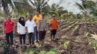 Target Capai Swsembada Pangan, Babinkamtibmas Polsek Pelangiran Rajin Pantau Lahan Ketahanan Pangan
