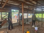 Dukung Ketahanan Pangan, Bhabinkamtibmas Pelangiran Dampingi Warga Kembangkan 150 Ekor Ayam Kampung