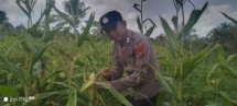 Dukung Asta Cita Presiden, Bhabinkamtibmas Concong Pantau Lahan Jagung Monokultur di Desa Concong Tengah