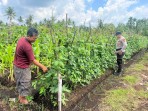 Babinkamtibmas Polsek Pulau Burung Optimalkan Potensi Ketahanan Pangan Melalui Program Holtikultura Kacang Panjang