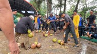 Lomba Menyolak Kelapa Milad Inhil Ke -61, Ruang Pengenalan Budaya dan Potensi Daerah