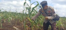 Bhabinkamtibmas Polsek Pelangiran Turun ke Lahan, Pastikan Tanaman Jagung Tetap Terawat Meski Diganggu Landak