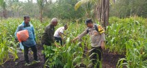 Bhabinkamtibmas Polsek Pelangiran Dampingi Monitoring Lahan Jagung, Perkuat Program Swasembada Pangan 2026