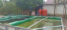 Bhabinkamtibmas Polsek Pelangiran Awasi Pertumbuhan Bibit Ikan demi Ketahanan Pangan Lokal