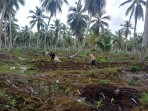 Amankan Produksi Pangan, Polsek Pelangiran Kawal Proses Pemupukan 1 Hektar Jagung Milik Warga Catur Karya