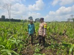 Bhabinkamtibmas Polsek Pelangiran Aktif Dampingi Petani, Ketahanan Pangan di Desa Tanjung Simpang Terus Diperkuat