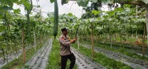 Babinkamtibmas Polsek Pelangiran Dampingi Petani Gambas dalam Perawatan Tanaman