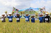 Panen Raya Padi Perdana IP 100 di Kempas, Bupati H. Herman Pastikan Keberpihakan Pemerintah Kepada sektor pertanian