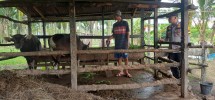 Sinergi Polri dan Warga: Polsek Pelangiran Kawal Produktivitas Peternak Sapi Demi Swasembada Pangan