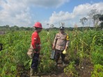 Diversifikasi Pangan di Kawasan Industri, Polsek Pelangiran dan PT Ria Kembangkan Lahan Produktif di Desa Tanjung Simpang