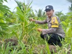 Jadi Motor Gotong Royong, Bhabinkamtibmas Polsek Concong Ajak Warga Rawat Jagung demi Asta Cita