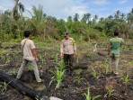 Bhabinkamtibmas Polsek Pelangiran Jadi Mitra Tani, Pantau Jagung Teluk Bunian Pasca Tanam 1 Bulan