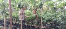 Sambang Sambil Mengawal Produksi, AIPDA R.P Gultom Pantau Perkembangan Hortikultura di Desa Manunggal Jaya