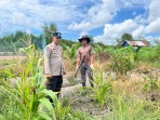 BRIPKA Rifki Pribadi Rutin Cek Tanaman Jagung Desa Sungai Berapit, Kapolsek Concong Tegaskan Dukungan Asta Cita