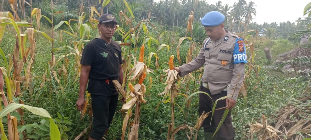 Polsek Enok Kembangkan Jagung Pipil Dukung Ketahanan Pangan