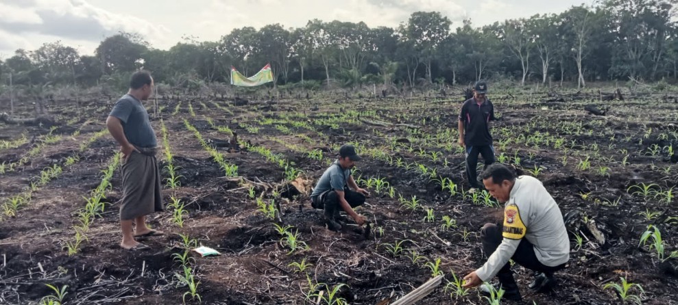Bhabinkamtibmas Polsek Pulau Burung Laksanakan Pemeliharaan Berkala Tanaman Jagung Dukung Program Asta Cita Ketahanan Pangan Nasional
