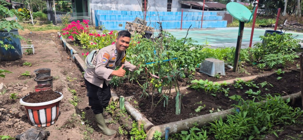 Tinjau Kebun Sayuran, Bhabinkamtibmas Desa Tagagiri Tama Jaya Pastikan Terong dan Cabai Tumbuh Subur