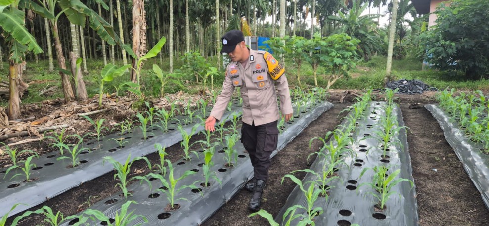 Polsek Pelangiran Perkuat Ketahanan Pangan, Bhabinkamtibmas Cek Progres Tanaman Jagung Warga