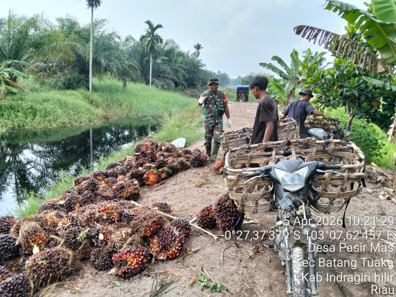 Babinsa Desa Pasir Mas Tekankan Keselamatan Kerja bagi Buruh Langsir Sawit