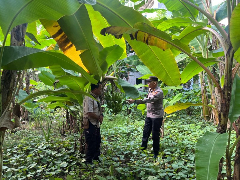 Polsek Pulau Burung Dampingi Secara Instensif Laksanalan Pendampingan Sektor Pertanian
