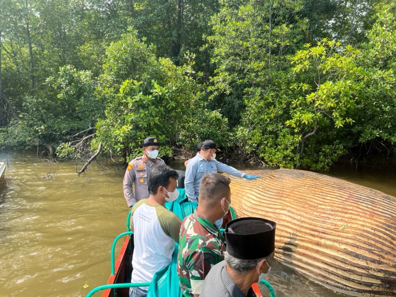 Tim KKP Evakuasi Diduga Bangkai Paus di Perairan Sungai Bahale Mandah