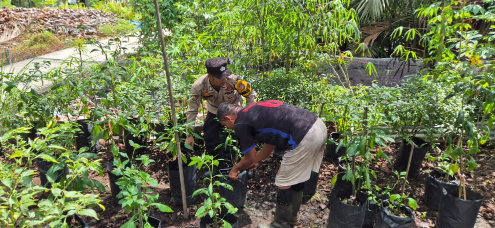 Polisi Turun ke Kebun, Bhabinkamtibmas Pelangiran Dampingi Warga Rawat Timun dan Cabai Demi Ketahanan Pangan