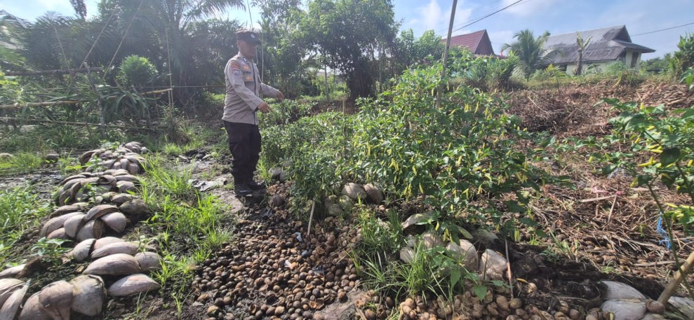Polsek Pelangiran Dorong kemandirian Pangan Lewat Pemantauan Rutin Tanaman Pekarangan Warga
