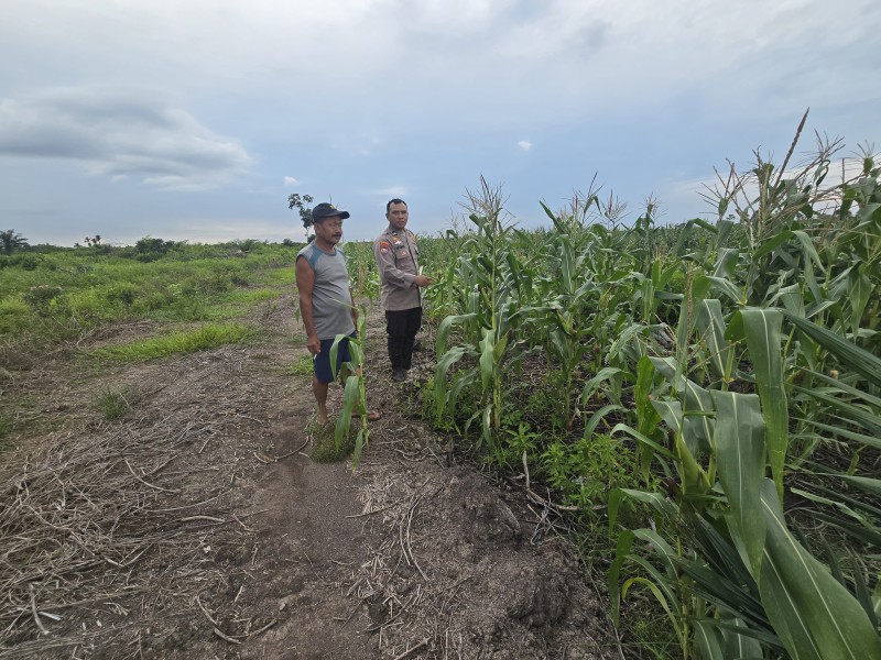 Bhabinkamtibmas Tanjung Simpang Optimalkan lahan Penanaman Jagung