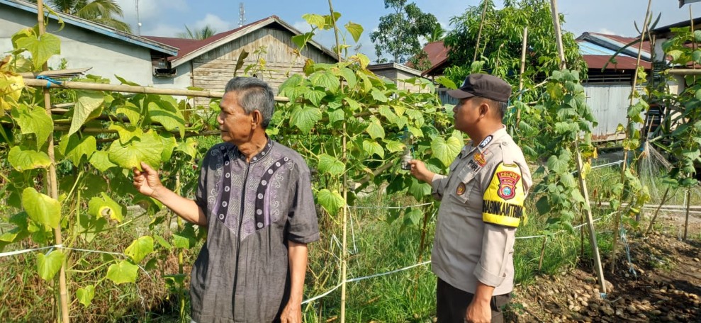Tanaman Mentimun Tumbuh Subur, Bhabinkamtibmas Polsek Pelangiran Intensif Laksanakan Perawatan dan Pemupukan