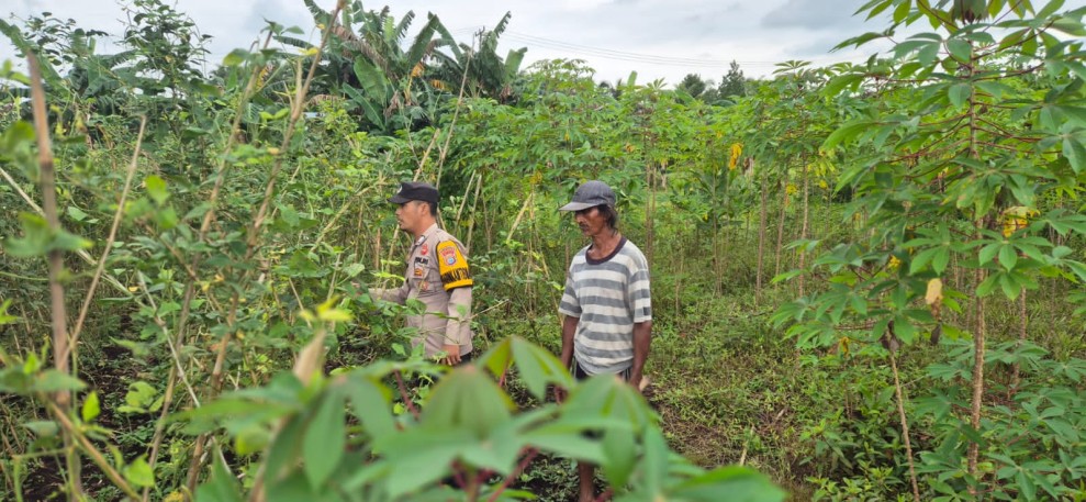 Dukung Hasil Panen, Babinkamtibmas Polsek Pelangiran Cek Perkembangan Ubi Kayu dan Jahe Warga