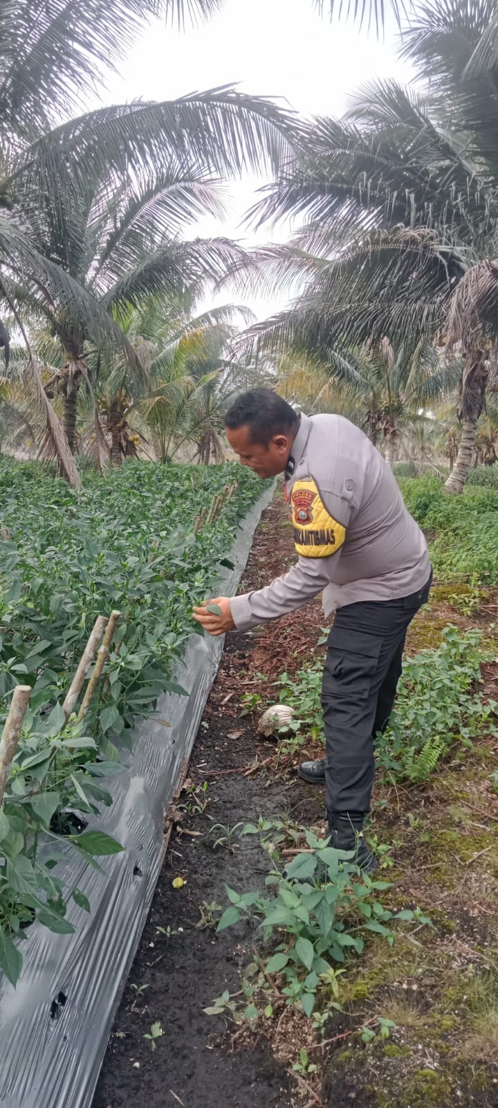 Bhabinkamtibmas Polsek Pulau Burung Konsisten Bina Petani Cabai Rawit Demi Ketahanan Pangan Nasional